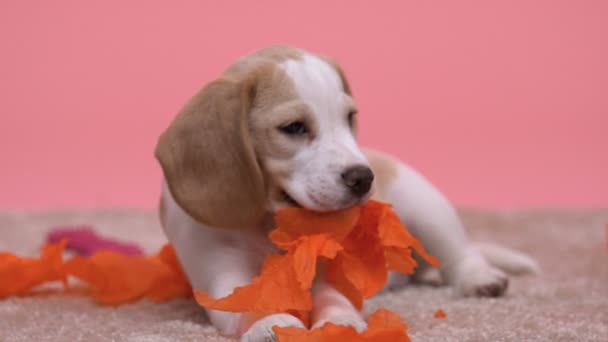 小纯种狗咀嚼明亮的纸等待主人 宠物收养计划 — 图库视频影像