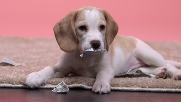 Safado Beagle Filhote Cachorro Mastigar Proprietários Dinheiro Stash Bonito Pouco — Vídeo de Stock