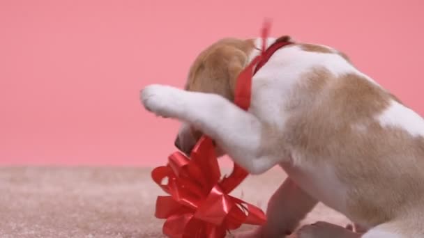 Παιχνιδιάρης Σκύλος Μάσημα Μεγάλο Κόκκινο Τόξο Υπέροχο Οικογενειακό Κατοικίδιο Ζώο — Αρχείο Βίντεο