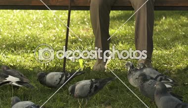 Büyükanne ile ekmek, iyilik bankta oturan güvercin besleme gülümseyen