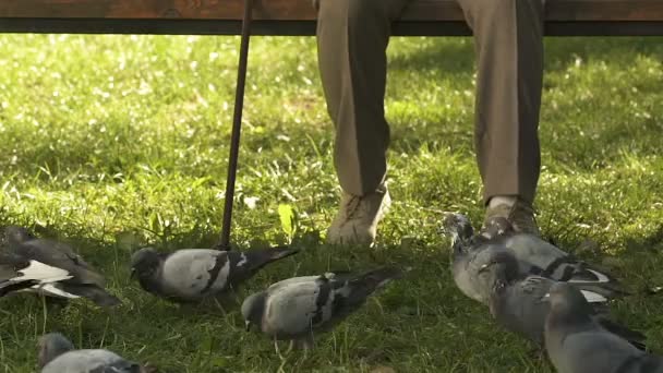 Sorrindo Avó Alimentando Pombos Com Pão Sentado Banco Parque Bondade — Vídeo de Stock