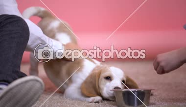 İçeteklik ve sevimli beagle yavru, sığınak hayvan evlat edinme ve bakım besleme çocuk
