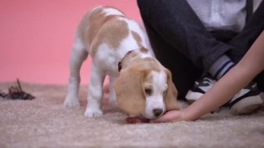 Çocuk sevişme ve beslenme beagle köpek yavrusu, aile evde beslenen hayvan, çocuk için Doğum günü hediyesi