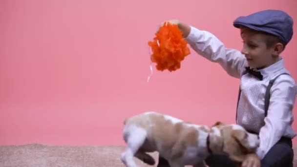 Alegre niño jugando con divertido perrito beagle, entretenimiento con mascota de la familia — Vídeo de stock