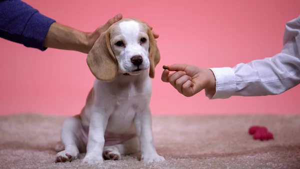 Father Son Feeding Beagle Dog Hand Stroking New Family Pet — Stock Photo, Image