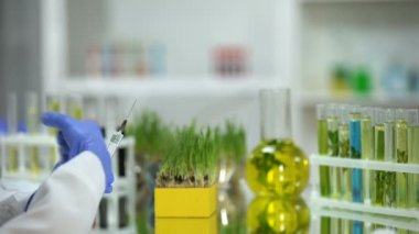 Gübre testi buğday çimi, böcek ilaçları geliştirme enjekte biyolog