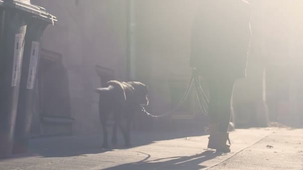 Девочка выгуливает собаку на улице, обучение и уход за домашним животным, время с лучшим другом — стоковое видео