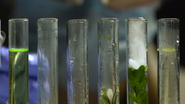 研究室生物学者植物サンプル、遺伝子組み換え実験で試験管に液体を追加します。 — ストック動画
