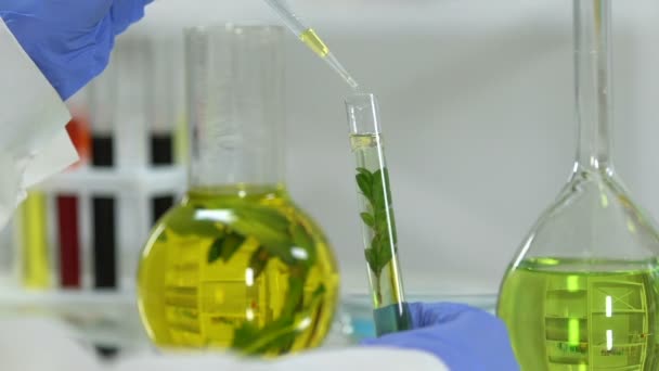 Investigador de laboratorio experimentando con aceites y extractos de plantas, cosmetología — Vídeos de Stock