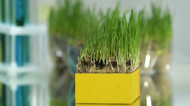 Landbouwingenieur studeren wortelsysteem van tarwegras met Vergrootglas, besturingselement — Stockvideo