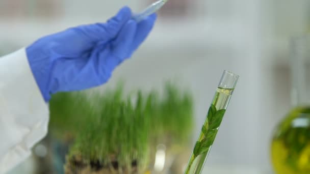 Lab worker adding few drops of oil into test tube with plant extract cosmetology — Stock Video