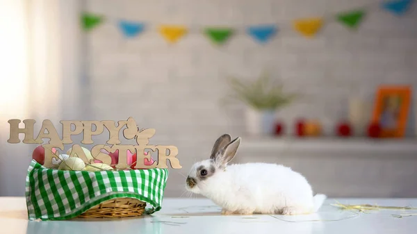 Цветные Яйца Корзина Милым Пасхальным Кроликом Столе Праздничное Приветствие Животное — стоковое фото