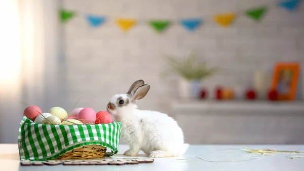 Ciekawych Easter Bunny Wąchania Kolorowe Jajka Koszyku Urządzone Tradycja — Zdjęcie stockowe