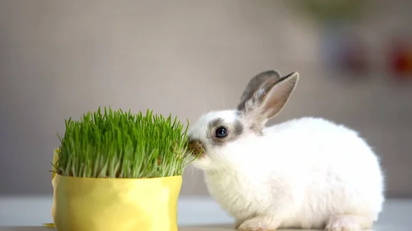 Pequeño Conejo Comiendo Hierba Orgánica Verde Suplemento Vitamínico Cuidado Mascotas — Foto de Stock