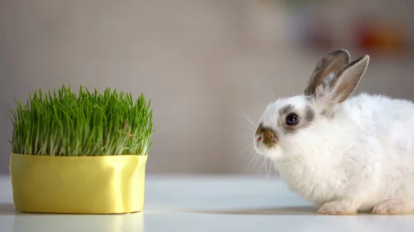 Niedliche Häusliche Kaninchen Sitzen Tisch Der Nähe Der Grünen Pflanze — Stockfoto