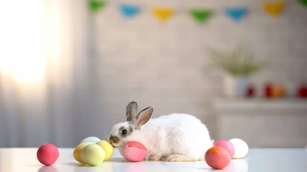 Conejito Pascua Peludo Con Huevos Colores Mesa Saludo Festivo Religioso — Foto de Stock