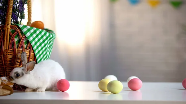 Kleine Easter Bunny Eten Zoete Taart Gekleurde Eieren Mand Tafel — Stockfoto