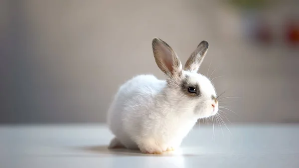 Adorável Coelho Sentado Clínica Veterinária Espera Exame — Fotografia de Stock