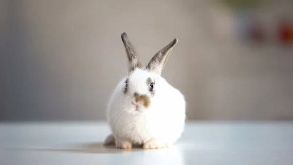 Adorável Coelho Branco Sentado Mesa Clínica Veterinária Vacinação Animal Cuidados — Fotografia de Stock