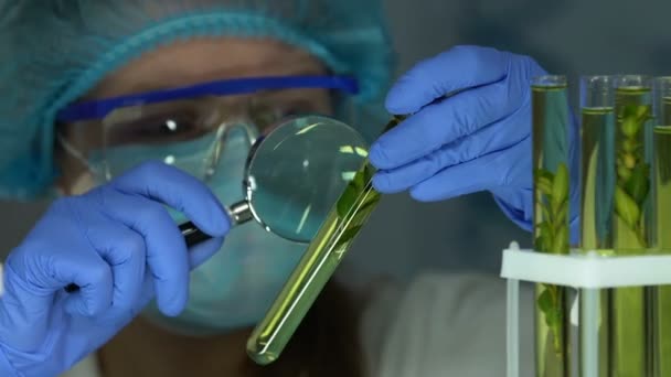 Biologiste examinant un échantillon de plante dans une éprouvette avec loupe, laboratoire — Video