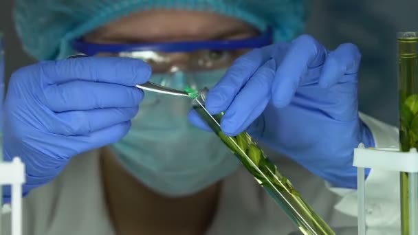 Químico adicionando reagente em amostra de plantas em tubo, estudando a reprodução genética — Vídeo de Stock