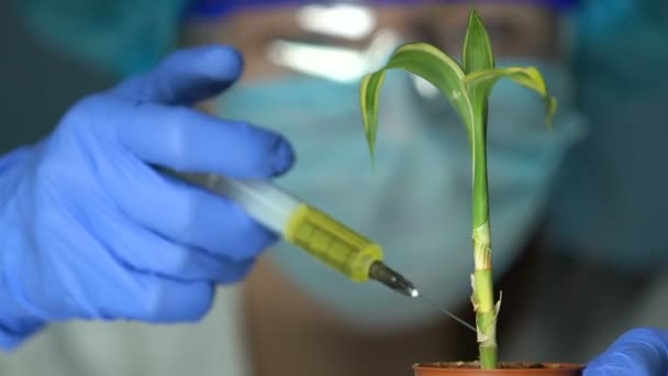 Biólogo inyectando fertilizante en planta de prueba, desarrollo de pesticidas, reproducción — Vídeos de Stock