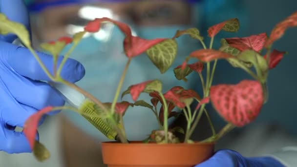 Biochemist injecting fertilizer into test flower, studying pesticides influence — Stock Video