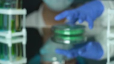 Büyütücü, laboratuar aracılığıyla Petri çanak yeşil toz örnek bakarak biyokimyacı