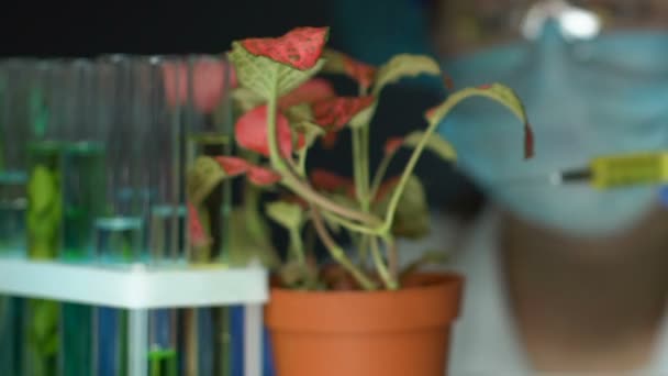 Biochemist injetando fertilizante na flor do potenciômetro, desenvolvimento dos pesticidas, ecologia — Vídeo de Stock