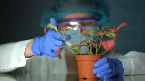 Біотехнолог впорскує пробну рідину в горщик з рослиною, дослідження впливу токсинів — стокове відео