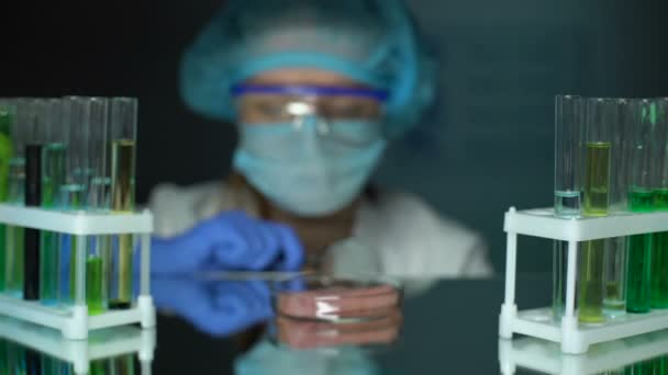 Veterinarian examining meat sample on petri dish with magnifying glass parasites — Stock Video