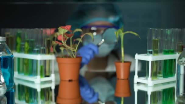 Исследователь, анализирующий растения с увеличительным стеклом, развитие инсектицидов — стоковое видео