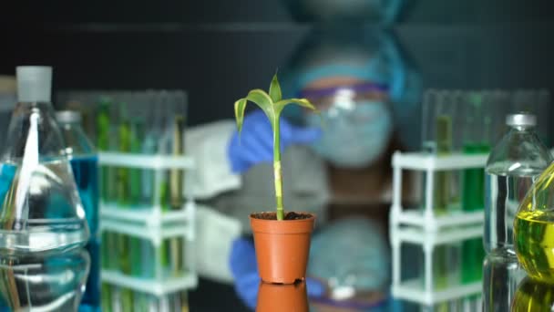 Biólogo examinando planta de maíz en laboratorio, llevando a cabo experimento de OMG, alimentos — Vídeo de stock