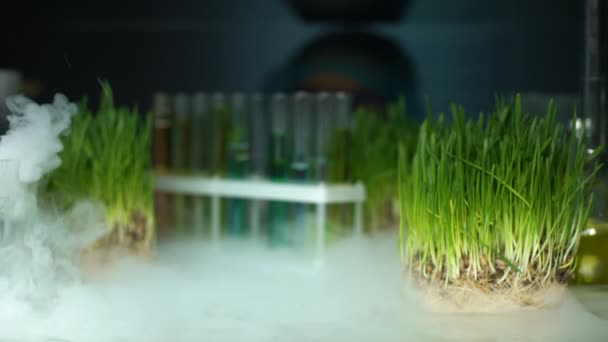 Lab werknemer vergelijken plant in reageerbuis en groene tarwe monster, experiment — Stockvideo