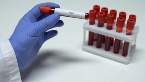 WBC leukocytes แพทย์แสดงตัวอย่างเลือดในหลอด, การวิจัยในห้องปฏิบัติการ, การตรวจสุขภาพ — วีดีโอสต็อก