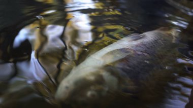 Ölü balıkların nehir su kirliliği, endüstriyel atıkların çevreye zarar verilmesine neden olur