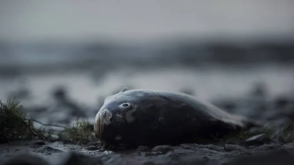 躺在海岸上的死鱼 海洋中的悲剧 环境灾难 — 图库照片