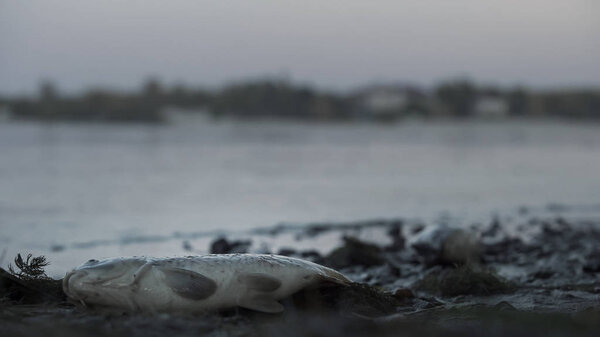 Stink dead fish lying on river bank, toxic waste harming nature, water poisoning