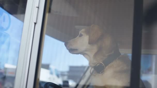 Trpělivý pes sedící na sedadle řidiče v přívěsu hlídání nemovitostí s mazlíčkem — Stock video