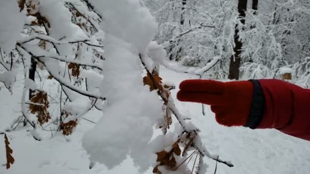 Person walking in winter forest, touching snow covered trees, enjoying weather — Stock Video