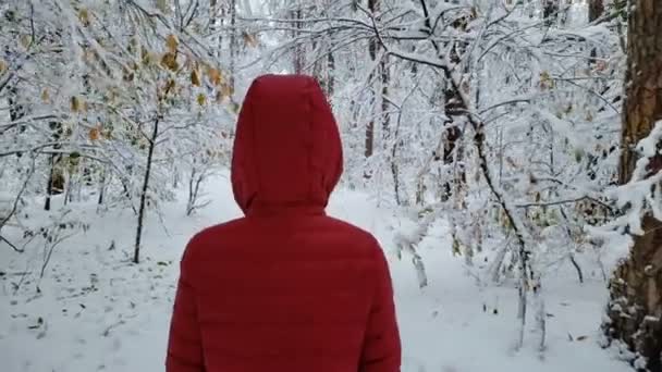 Persona caminando en el bosque cubierto de nieve, disfrutando de la belleza de la naturaleza de invierno, vista trasera — Vídeos de Stock