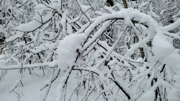 雪に覆われた木の枝が森の中で手を振り、冬の天候、自然を嵐 — ストック動画