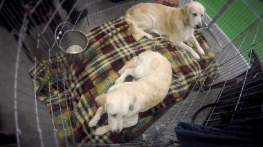 İtaatkar, kreş, kafes içinde evlat edinmek için bekliyor yalan iki golden retriever