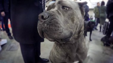 Amerikalı çukur boğa korkunç etrafında insanlar dikkatli bir şekilde inceleyerek sahibi yakın oturan