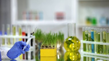 Buğday çimi, pestisitler önünde gübre ile şırınga tutan bilim adamı