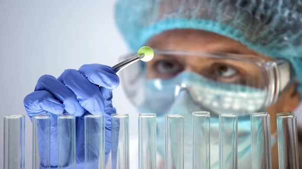 Лаборант Изучает Зеленые Органические Таблетки Фармацевтические Препараты Гомеопатию — стоковое фото