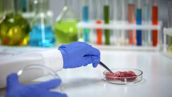 Labormitarbeiter Entnimmt Fleischprobe Mit Pinzette Produktqualitätsanalyse — Stockfoto