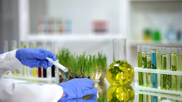 Ahli Biologi Menyuntikkan Pupuk Dalam Test Wheatgrass Pengembangan Pestisida — Stok Foto