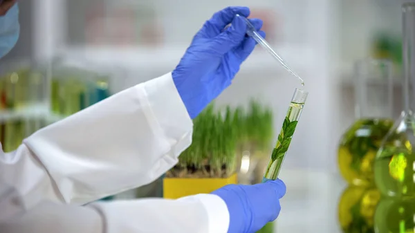 Asistente Laboratorio Goteando Líquido Tubo Con Planta Extracto Cosmetología Orgánica —  Fotos de Stock