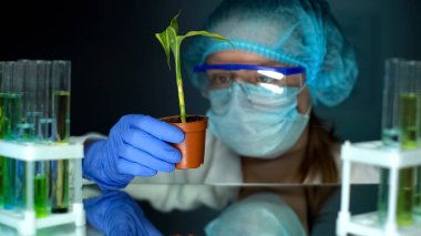Biyolog laboratuar Mısır bitki inceleyerek, GMO deney, gıda yürütmek